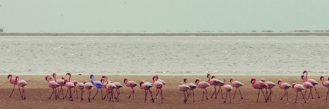 flaminggo-banner
